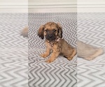 Small Photo #3 Cavachon-Cavapoo Mix Puppy For Sale in HAMPTON, VA, USA
