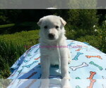 Small #9 German Shepherd Dog