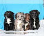 Small Photo #2 Aussiedoodle Puppy For Sale in GAP, PA, USA