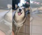 Small Huskies  Mix
