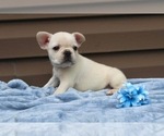 Small Photo #38 French Bulldog Puppy For Sale in LIBERTY, KY, USA