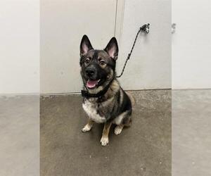 German Shepherd Dog-Siberian Husky Mix Dogs for adoption in Rosenberg, TX, USA