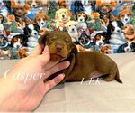 Small Dachshund