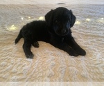 Puppy 1 Bordoodle