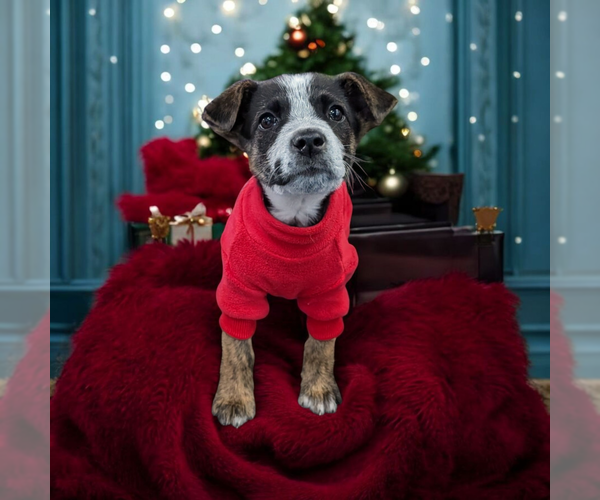 Medium Photo #4 Boxador Puppy For Sale in Vail, AZ, USA