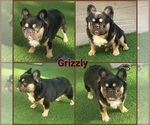 Small Photo #1 French Bulldog Puppy For Sale in LAS VEGAS, NV, USA
