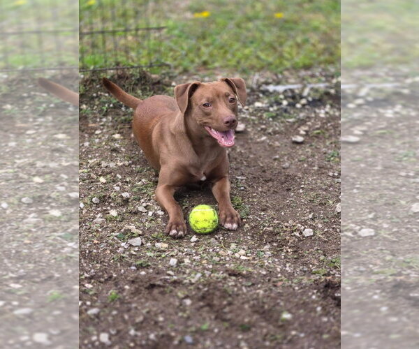 Medium Photo #3 Mutt Puppy For Sale in Crandall, GA, USA