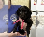 Small #8 Boykin Spaniel