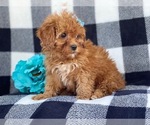 Small #14 Shih-Poo