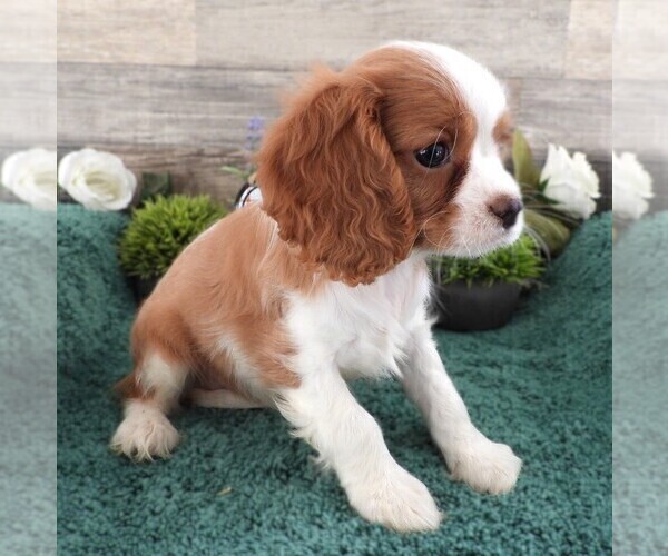 Medium Photo #8 Cavalier King Charles Spaniel Puppy For Sale in CARLISLE, KY, USA