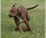 Small #4 Boxer-Retriever  Mix