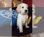 Small Photo #1 Goldendoodle Puppy For Sale in EAST POINT, GA, USA