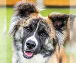 Small Collie Mix