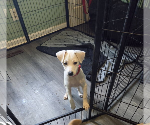 Medium Photo #4 Mutt Puppy For Sale in Plainfield, IL, USA