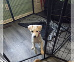 Small Photo #4 Mutt Puppy For Sale in Plainfield, IL, USA