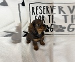 Small #2 Dachshund