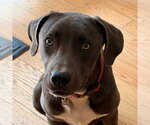 Small #3 Mutt