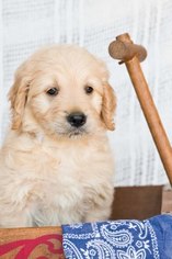 Goldendoodle Puppy for sale in PLYMOUTH, OH, USA