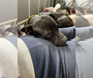 Emmie the Enchanting - Female American Pit Bull Terrier-Labrador Retriever Mix Dog for Adoption - Photo #3