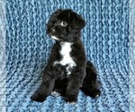 Small Photo #7 Pomsky Puppy For Sale in STAFFORD SPRINGS, CT, USA
