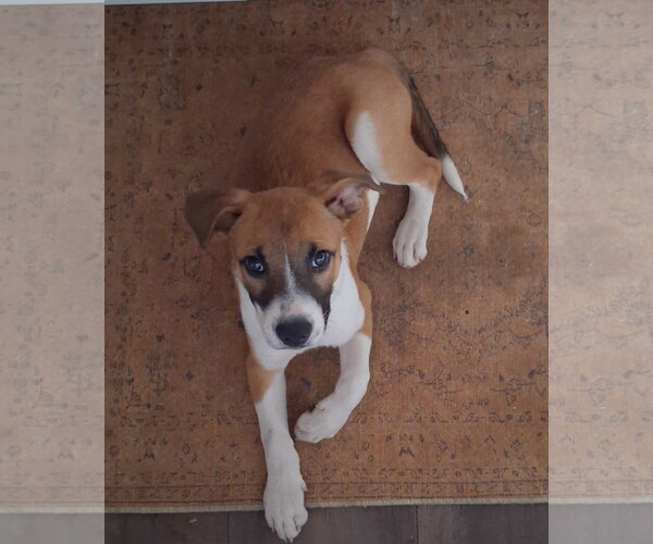 Medium Photo #3 Mountain Cur-Unknown Mix Puppy For Sale in Brooklyn Center, MN, USA