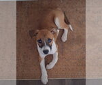 Small #2 Mountain Cur Mix