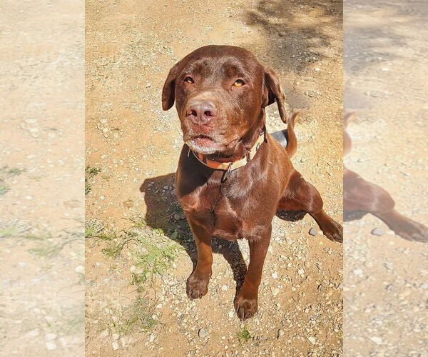 Medium Photo #2 Labrador Retriever-Unknown Mix Puppy For Sale in San Diego, CA, USA