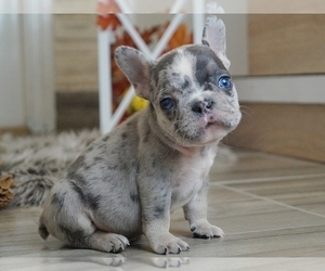 French Bulldog Puppy for sale in NEW YORK, NY, USA