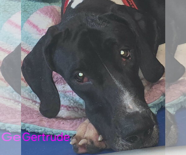 Medium Photo #2 Great Dane Puppy For Sale in Palm Beach, FL, USA