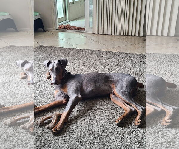 Medium Photo #17 Doberman Pinscher-Unknown Mix Puppy For Sale in Escondido, CA, USA