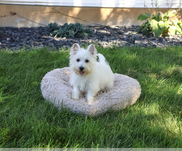 Medium Photo #3 West Highland White Terrier Puppy For Sale in SYRACUSE, IN, USA