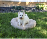Small #2 West Highland White Terrier