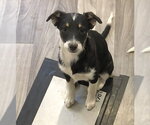 Small #2 Border Collie Mix