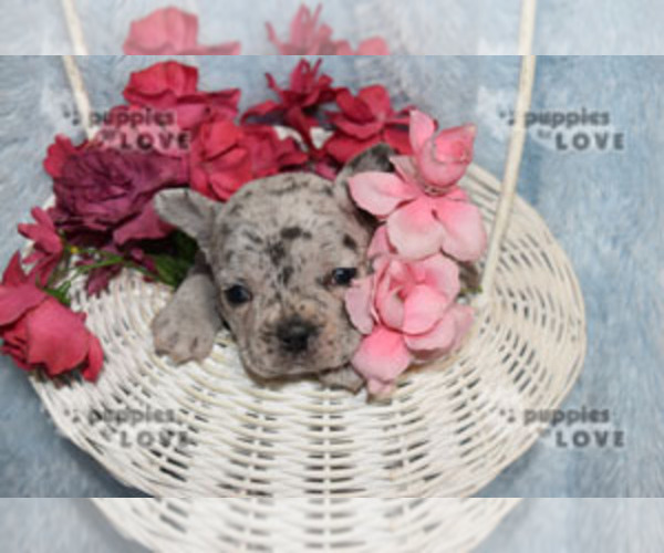 Medium Photo #16 French Bulldog Puppy For Sale in SANGER, TX, USA