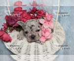Small Photo #16 French Bulldog Puppy For Sale in SANGER, TX, USA