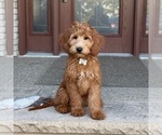 Small Goldendoodle