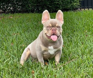 Father of the French Bulldog puppies born on 02/28/2022