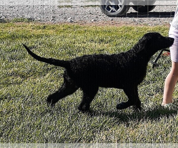 Medium Photo #5 Shepadoodle Puppy For Sale in MOORE, ID, USA