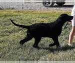 Small Photo #5 Shepadoodle Puppy For Sale in MOORE, ID, USA