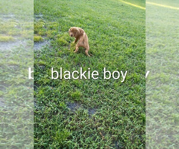 Medium Photo #7 Beagle Puppy For Sale in COCOA, FL, USA