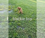 Small #6 Beagle