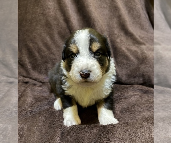 Medium Photo #25 Australian Shepherd Puppy For Sale in EUSTIS, FL, USA