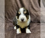 Small Photo #25 Australian Shepherd Puppy For Sale in EUSTIS, FL, USA