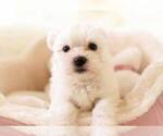 Small Photo #6 Maltese Puppy For Sale in FULLERTON, CA, USA