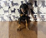 Small Photo #3 Doberman Pinscher Puppy For Sale in HOPKINSVILLE/PRINCETON, KY, NH, USA