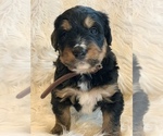 Small Photo #3 Bernedoodle Puppy For Sale in CARTER, IN, USA