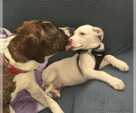 Small #22 Bullboxer Pit