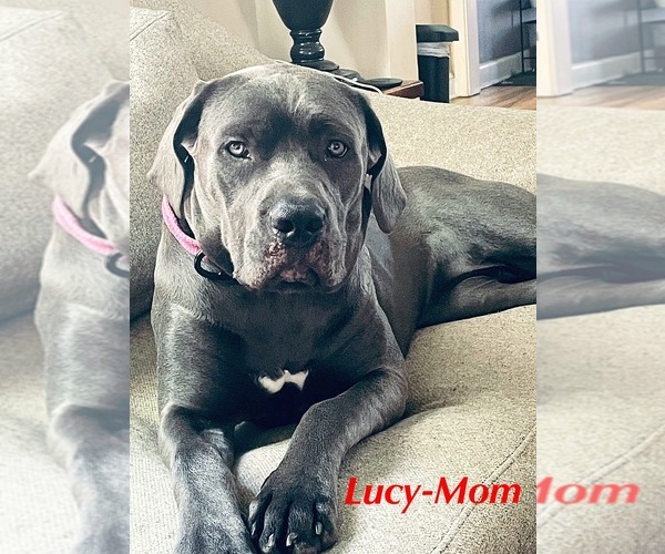 Medium Photo #1 Bernese Mountain Dog-Cane Corso Mix Puppy For Sale in NORFOLK, VA, USA