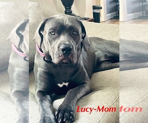 Mother of the Bernese Mountain Dog-Cane Corso Mix puppies born on 03/30/2026