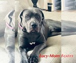Small Photo #1 Bernese Mountain Dog-Cane Corso Mix Puppy For Sale in NORFOLK, VA, USA